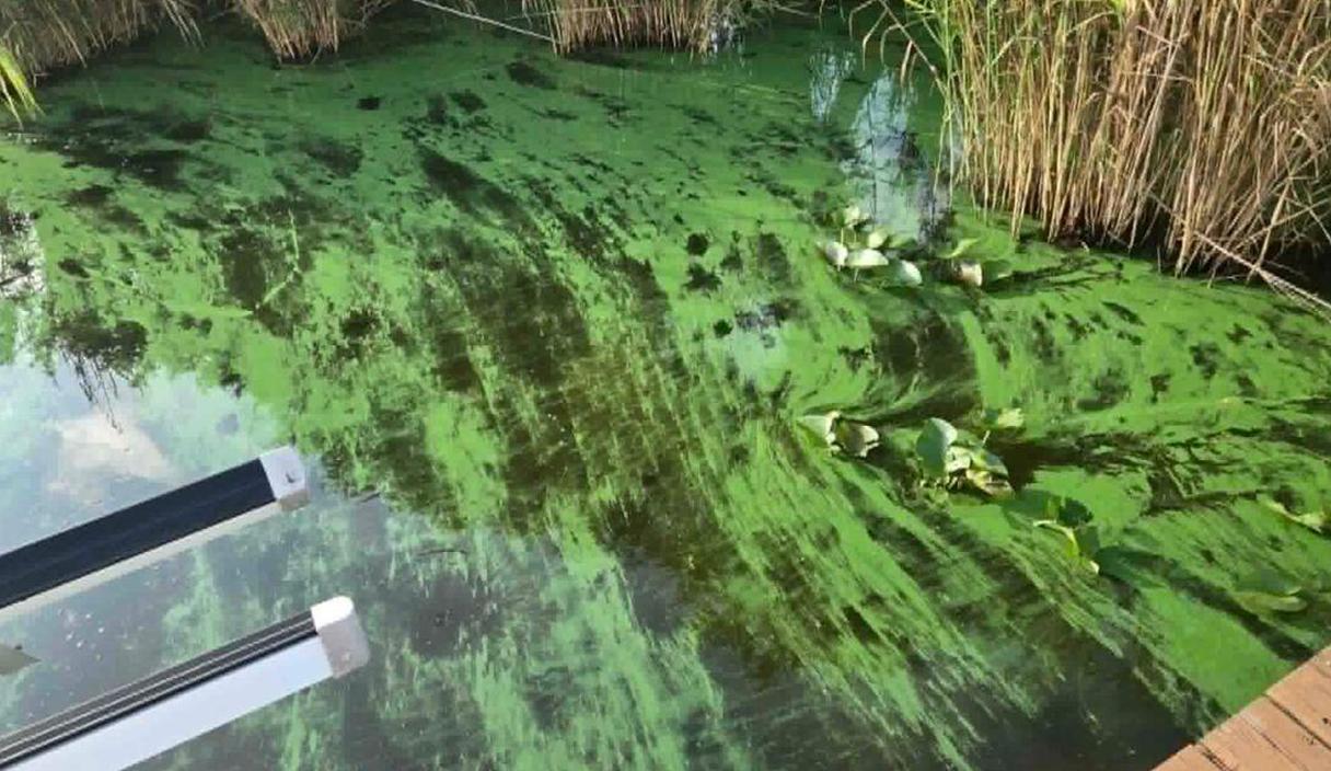Blue-green algae is back on the Caloosahatchee near Alva, worrying riverfront homeowners cover image