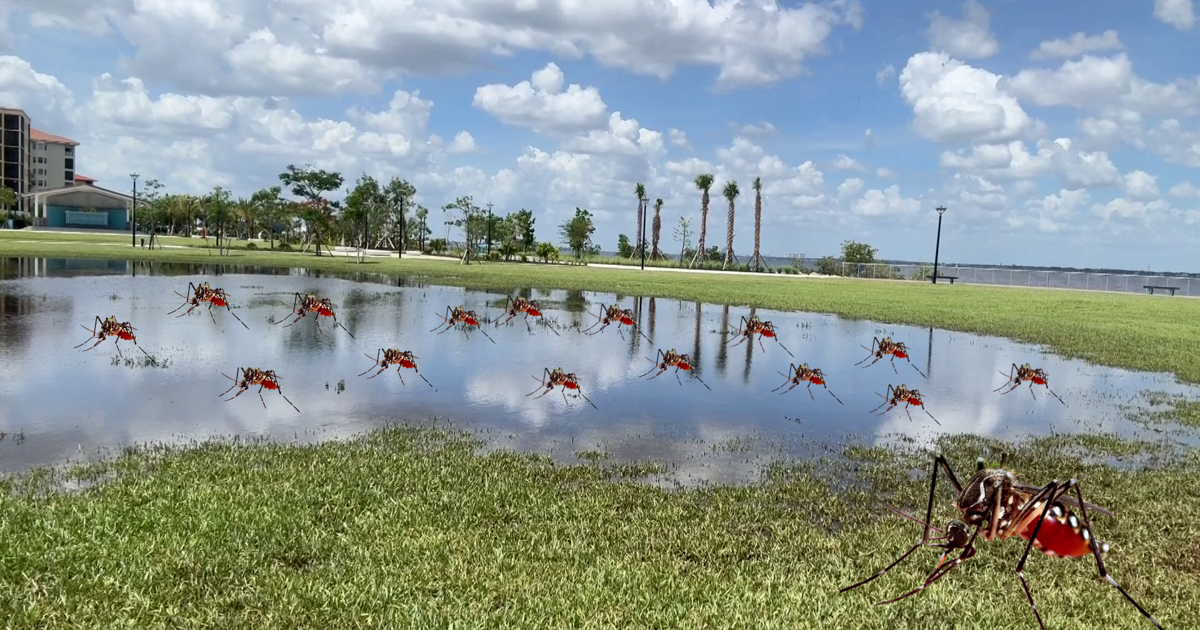 Cape Coral rain eases fire danger but kicks off mosquito worries cover image