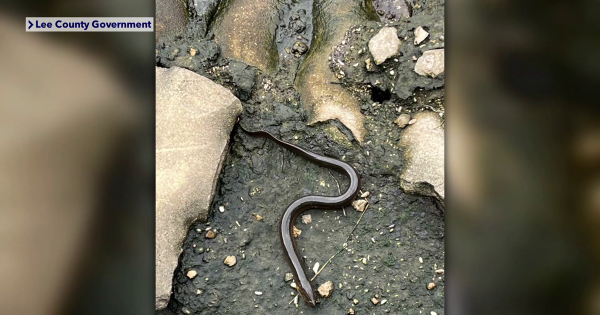 Invasive swamp eel spotted at Fort Myers Manatee Park alarms researchers cover image
